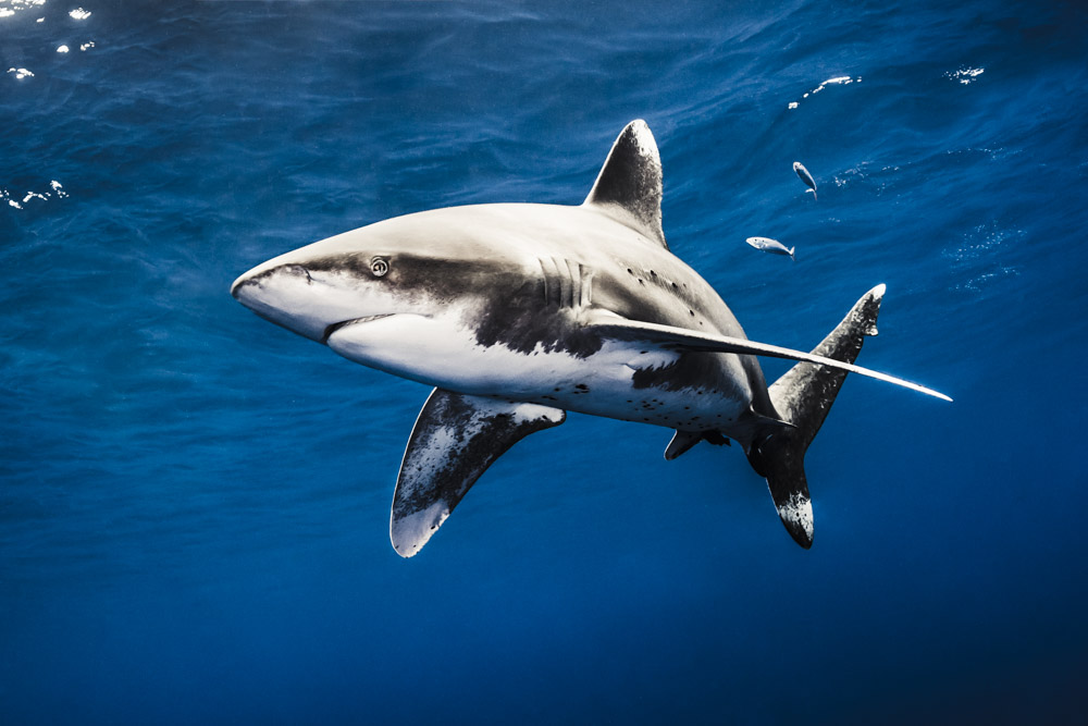 OCEANIIC WHITETIP 1