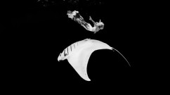 MANTA BALLET 1