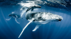 FLIGHT OF THE HUMPBACK WHALES