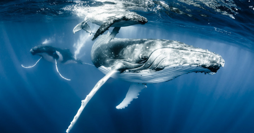 FLIGHT OF THE HUMPBACK WHALES