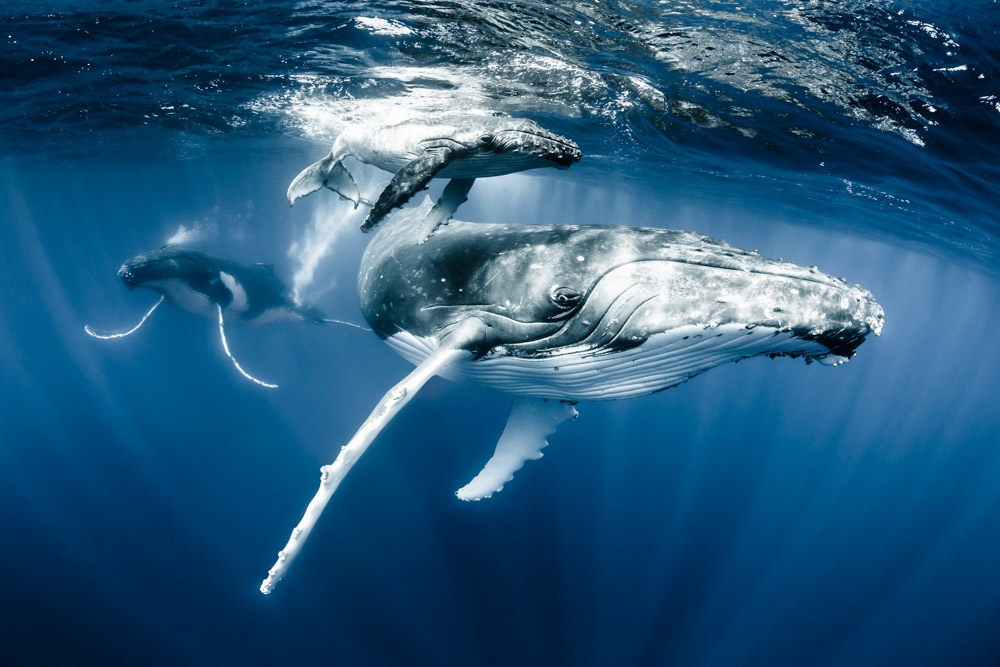 FLIGHT OF THE HUMPBACK WHALES