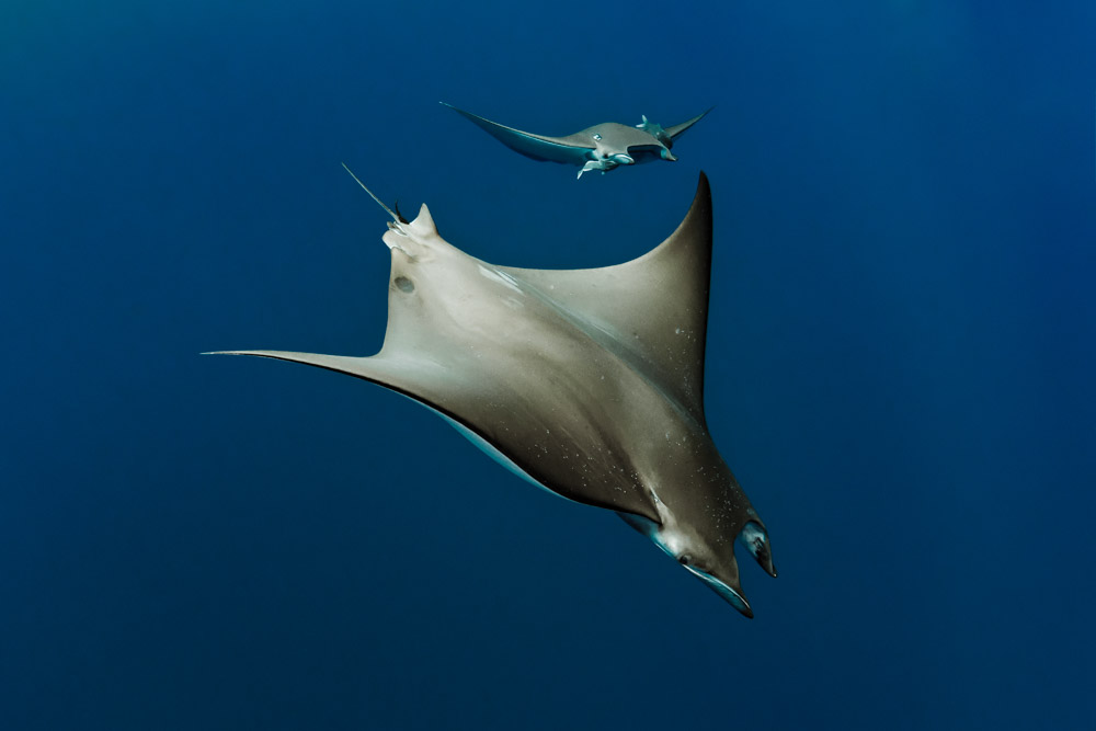 MOBULA RAY SQUADRON