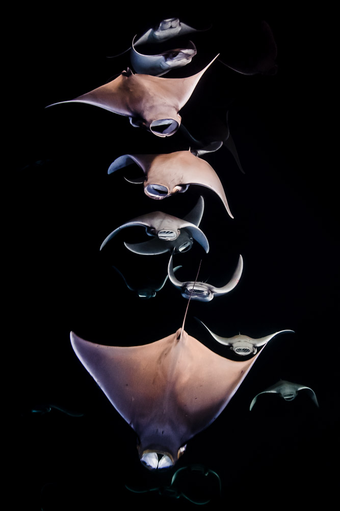 MOBULA RAY SPIRAL